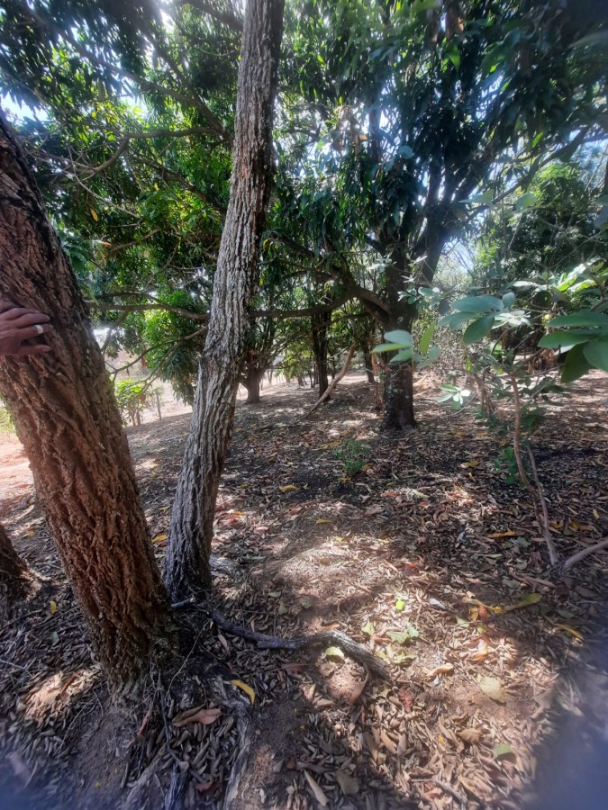 Chácara, 5000 m² - Foto 4